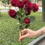 Роза кустовая