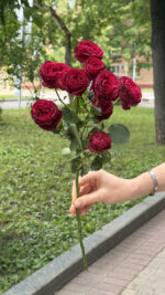 Роза кустовая