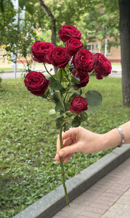Роза кустовая