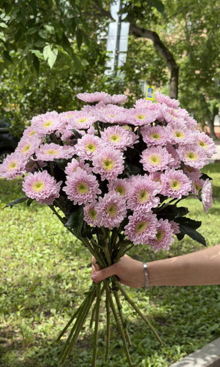 Хризантема кустовая