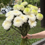 Хризантемы одноголовые