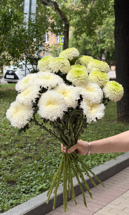 Хризантемы одноголовые