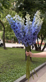 Дельфиниум